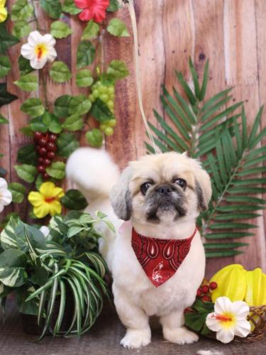 20230819ぶちょうくん